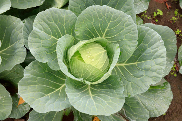 Cabbage field - Fall of Tokyo