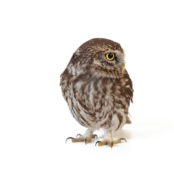 istock Little Owl (Athene noctua) standing on a white background 1070475734