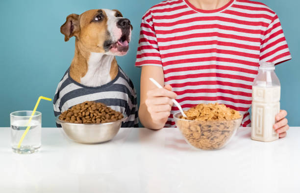 istock Hungry dog and human having breakfast together 1070479250