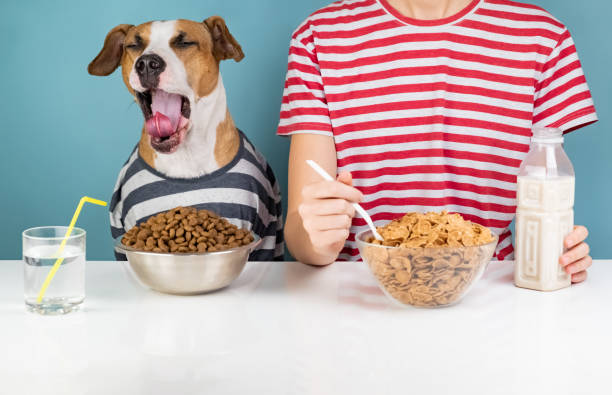istock Sleepy dog and human having breakfast together 1070479258