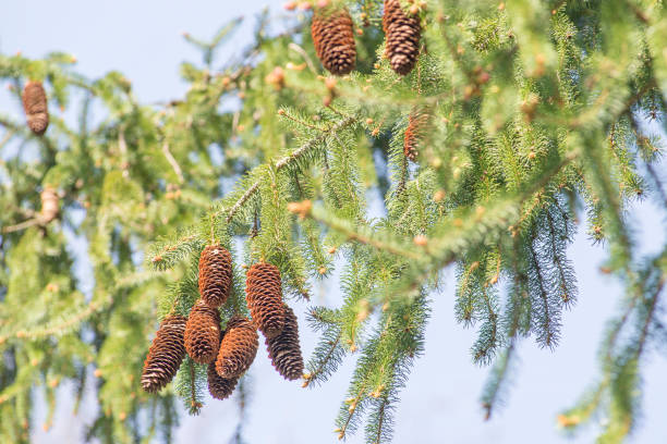 istock the fir cones on the tree and blue sky 1070479284