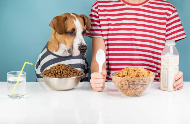 istock Hungry dog and human having breakfast together 1070479288
