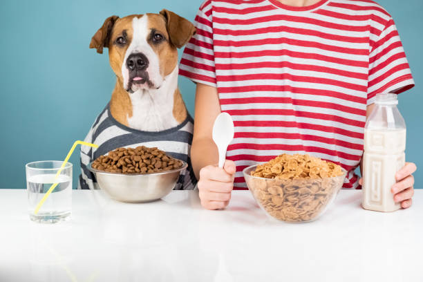 istock Cute dog and human having breakfast together 1070479316