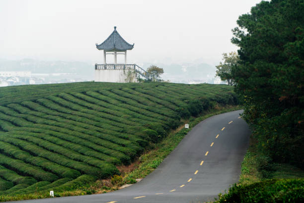 route de campagne dans le jardin de thé - winding road country road lane tea crop photos et images de collection