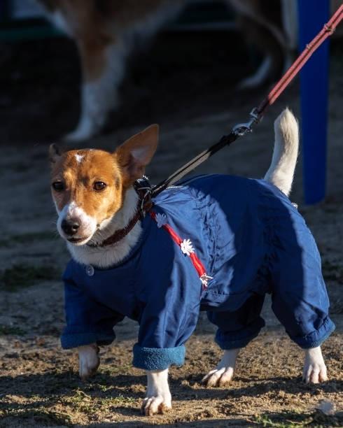 istock dog on a walk jack russell terrier in overalls 1070487086