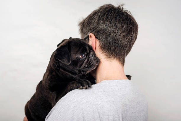istock Dog hug, Pug love. 1070487458