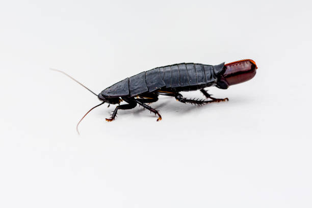 istock Macro shot of a cockroach laying an egg 1070488984