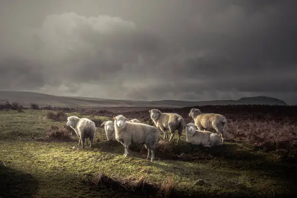 Photo of Herd of sheep grazing in the wild with thick coats, with distant hills and dark moody sky
