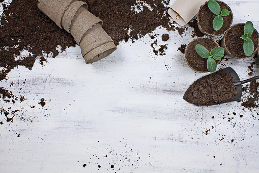 Cucumber seedling plants with gardening tools, seeds, seedling peat pots and soil on a white wooden table. Image shot from above in flat lay style.