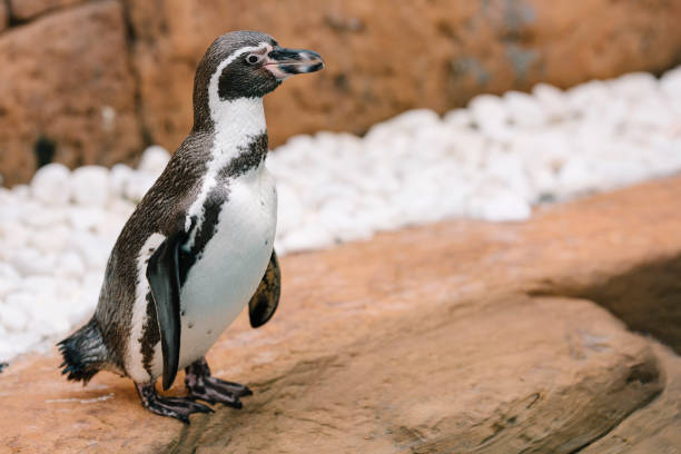 гумбольдт пингвин, сфениск гумбольдти - humboldt penguin стоковые фото и изображения