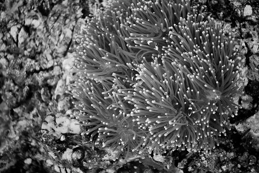 Clown fishes, Amphiprion percula, swimming among anemone's tentacles in Deep Underwater world landscape, black and white photo.