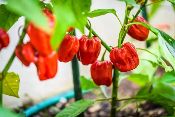 Photo of Red hot chilli pepper habanero red caribbean on a plant.