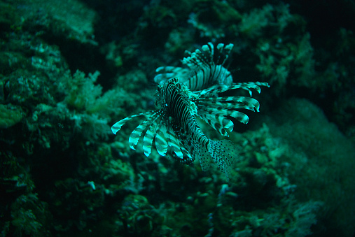 Lionfish, Pterois volitans, looking like flying, swimming in deep water. Blue-greenish toned photograph taken with natural deep water light without flash and filters.