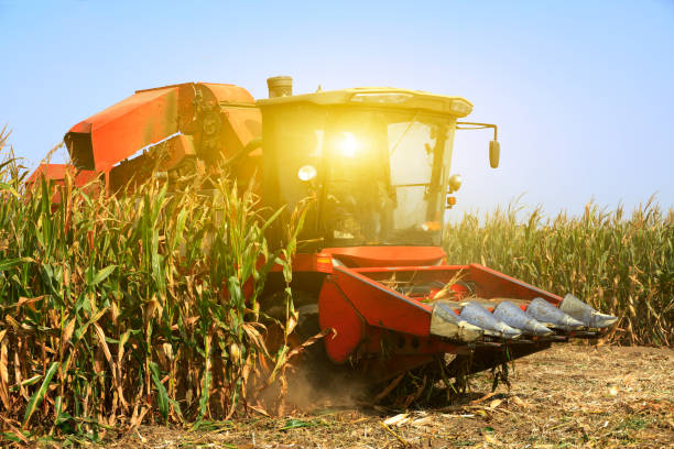 istock Modern combine harvester is harvesting cultivated ripe corn crops in field 1070501280
