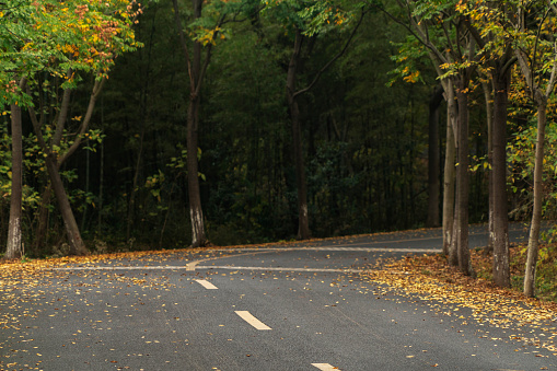 country road winding through woodland