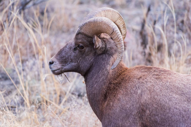 istock Colorado Rocky Mountain Bighorn Sheep 1070513242