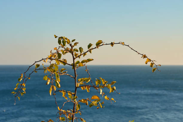 istock Bush against the sea 1070514600