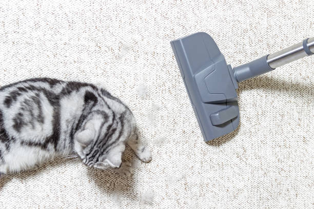 Vacuum cleaner. Carpet hoover. Cat hair. Vacuum cleaner. Carpet hoover. Cleaning. Cat hair. carpet sweeper stock pictures, royalty-free photos & images