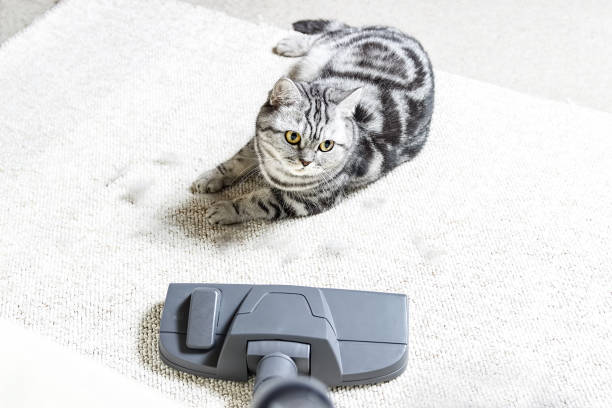 Vacuum cleaner. Carpet hoover. Cat hair. Vacuum cleaner. Carpet hoover. Cleaning. Cat hair. carpet sweeper stock pictures, royalty-free photos & images