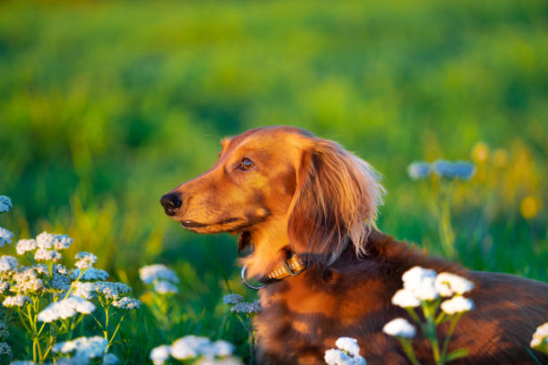 istock Miniature Dachshund in the park 1070515414