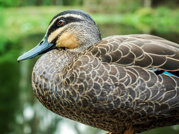 istock Closeup of a curious wild duck in its natural environment 1070523824