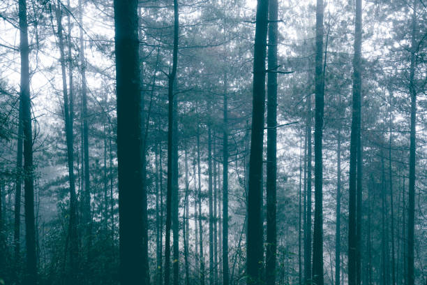 istock Fog Forest in Winter 1070527394