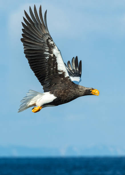 istock Adult Steller's sea eagle in flight. 1070529854