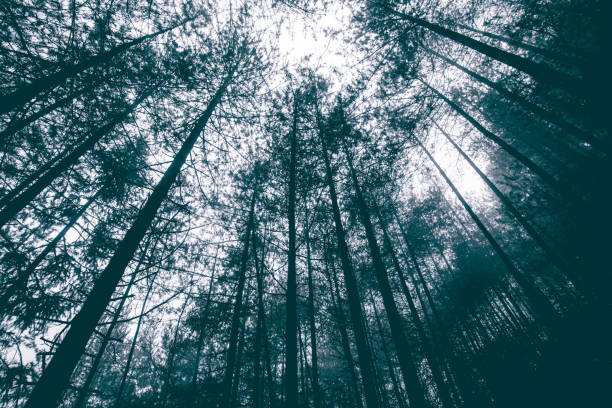 istock Looking up tree tops with fog in forest 1070530304