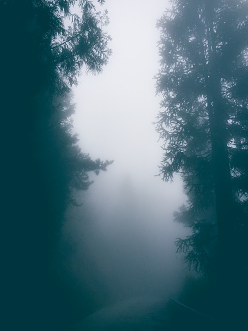 Mysterious forest with road in fog