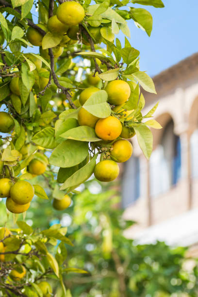 istock Tangerine trees on the background of Spanish architecture 1070531818