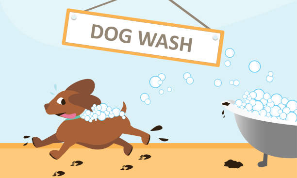 illustrations, cliparts, dessins animés et icônes de lavage de chien fugueur de bain moussant - soaking tub