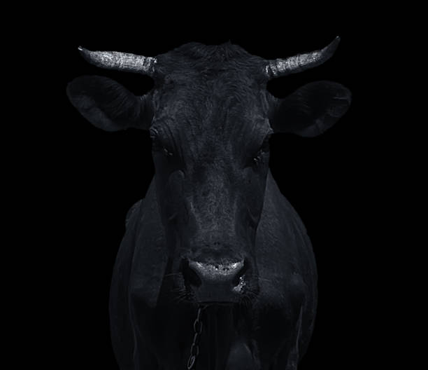 istock cow portrait, go to pasture 1070534194