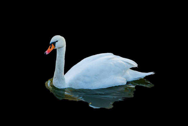 istock swan swimming on a lake 1070534342