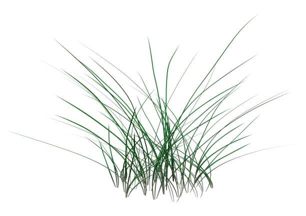 3D rendering of a patch of green grass isolated on white background