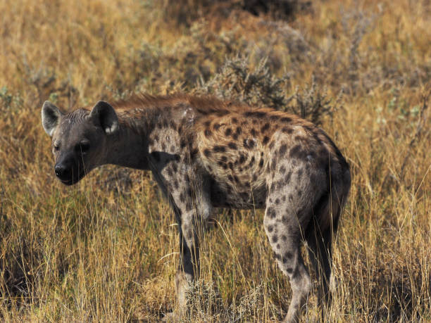istock Hyena of the desert 1070535950