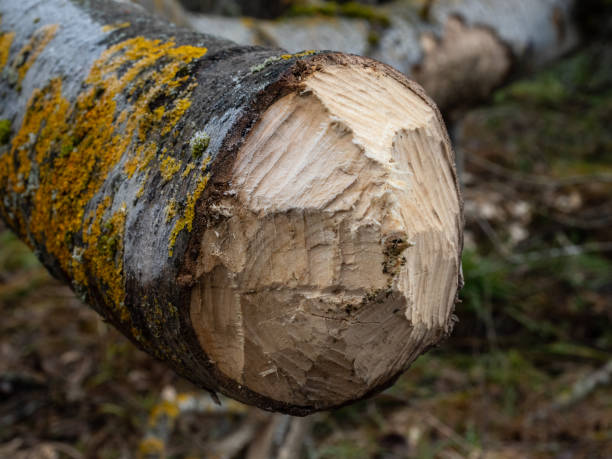 istock A trunk in a swamp truncated by beaver 1070540912