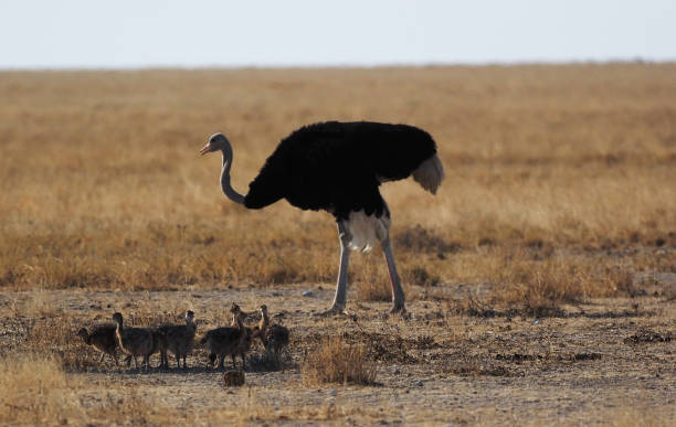 istock ostrich of the desert 1070542608