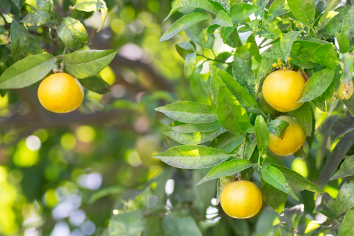 Natural background with ripe tangerines on the branches