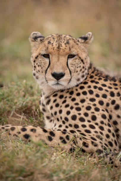 istock Close-up of cheetah looking at the camera 1070543232