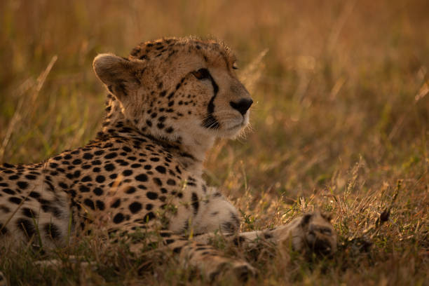 istock Close-up of cheetah lying in golden light 1070543364