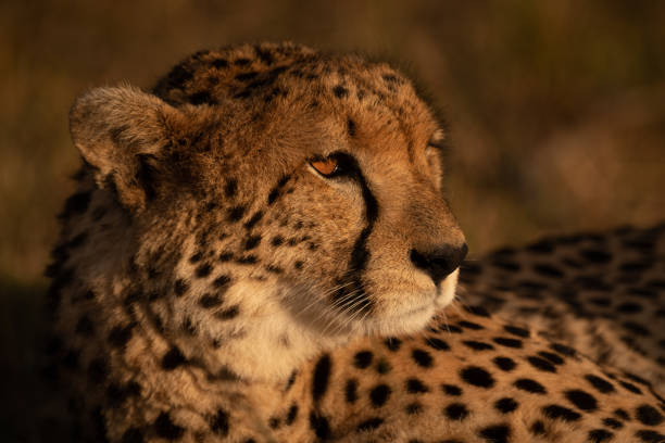istock Close-up of cheetah lying in sunset light 1070543390