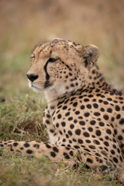 istock Close-up of cheetah on grass looking ahead 1070543414