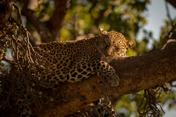 istock Close-up of leopard lying asleep on branch 1070543816