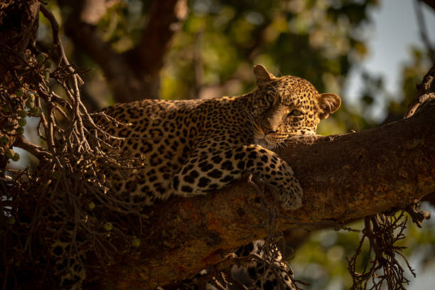 istock Close-up of leopard lying sleepily in tree 1070543852