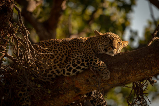 istock Close-up of leopard lying on branch sleepily 1070543882