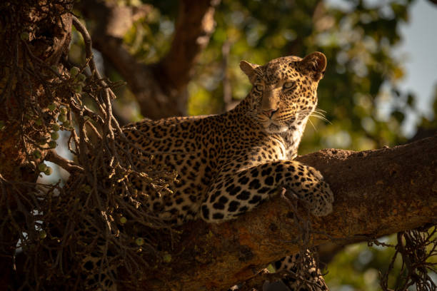 istock Close-up of leopard lying watchfully on branch 1070543906