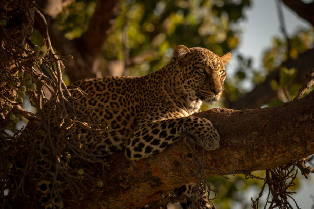 istock Close-up of leopard on branch looking ahead 1070543920