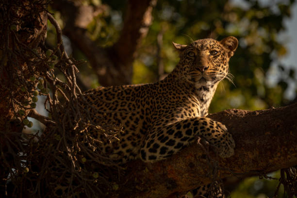 istock Close-up of leopard on branch looking up 1070543946