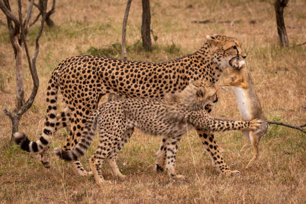istock Cub claws scrub hare carried by cheetah 1070544454
