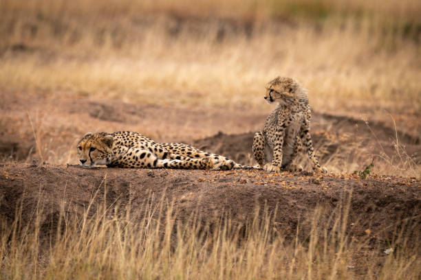 istock Cub sits beside mother lying on mound 1070544740